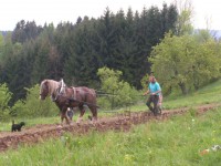 /album/hrebcin-hradcany/pict9714-jpg/