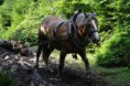 /album/fotogalerie/f6c5uhxdvkxt1q5zrnjn36-d5vor18mjgtx0digt04c1fujewq-mszvonzihdcs-nic3sgo-jpg1/