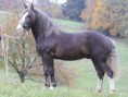 /album/fotogalerie/merlin-web-jpg/